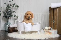 Honeycrisp Bathtub