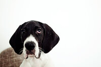 sacramento pet photographer, pet photographer sacramento, pet photos, pet photography, san francisco pet photos, pet photo sessions, pet photographer, pet photos sacramento, pet photos san francisco, family pet photos, family pet photo sessions