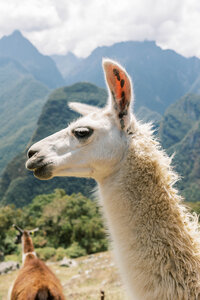 Machu Picchu224
