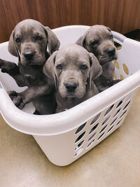 Frenchie Puppy Photo being held