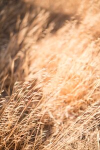 California wild oats