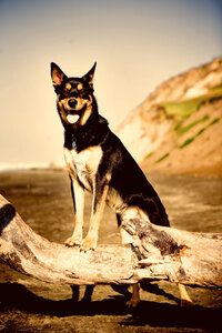 pet photographer, dog photoshoot, dog photography, dog photographer, cat photography, pet photography near me, family photo with dog, pet portraits, cat photographer, cat photoshoot, dog photographer near me, pet photographer near me, a dog photoshoot, pet photography, dog pictures, pictures of puppys, cute dog pictures, dog photo, sacramento pet photographer, san francisco pet photographer