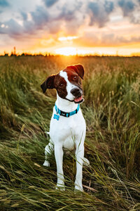 rescue pitbull dog in Nebraska sits in green grass
