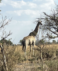 botswana country 7