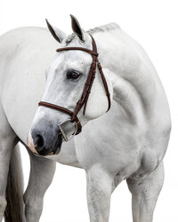 White Background Equine Portraits