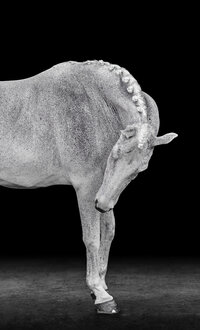 Horse In California photographed with a black background