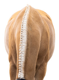 White Background Equine Portraits