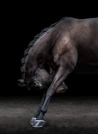 Horse In California photographed with a black background