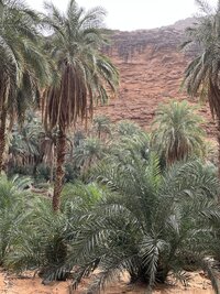 mauritania 7