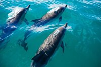 Two dolphins swimming in crystal-clear ocean waters, showcasing a magical wildlife encounter.