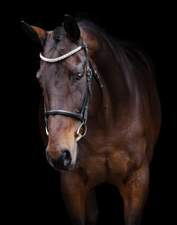 Horse In California photographed with a black background