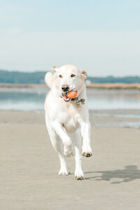 dog playing with ball on beach