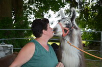 GALA llamas and alpacas