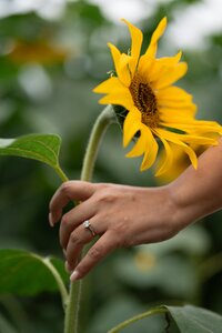 Engaged woman holding a sunflower in the sunflower fields at Fausett Farms Sunflowers in Dawson County, Georgia, during a engagement photo session