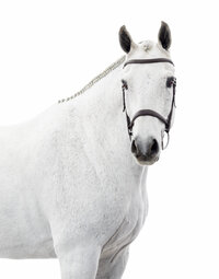 White Background Equine Portraits