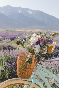 Lavender Bridals Utah Lavender Feilds Utah Wedding Photography Life Looks Photography01-15