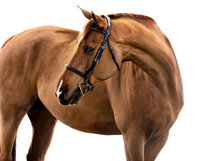 Fine art equine portrait take at horse shows in California Kendra Evans Photography