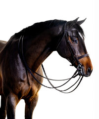 Fine art equine portrait take at horse shows in California Kendra Evans Photography