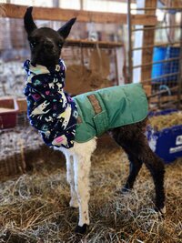 char-arendas-cria-2_53460106305_o