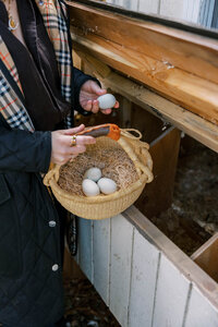Woman picking fresh-laid eggs from her chicken coop