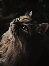 A beautiful long-haired cat with green eyes and brown stripes looks up inquisitively.