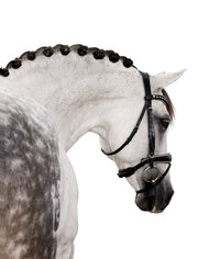 Fine art equine portrait take at horse shows in California Kendra Evans Photography