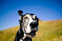 pet photographer, dog photoshoot, dog photography, dog photographer, cat photography, pet photography near me, family photo with dog, pet portraits, cat photographer, cat photoshoot, dog photographer near me, pet photographer near me, a dog photoshoot, pet photography, dog pictures, pictures of puppys, cute dog pictures, dog photo, sacramento pet photographer, san francisco pet photographer
