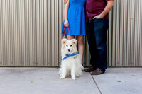 sacramento pet photographer, pet photographer sacramento, pet photos, pet photography, san francisco pet photos, pet photo sessions, pet photographer, pet photos sacramento, pet photos san francisco, family pet photos, family pet photo sessions