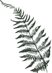 hand illustrated fern