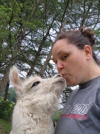 deb-arendas-life-with-llamas-4_53460106710_o