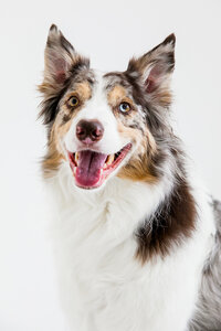 pet photographer, dog photoshoot, dog photography, dog photographer, cat photography, pet photography near me, family photo with dog, pet portraits, cat photographer, cat photoshoot, dog photographer near me, pet photographer near me, a dog photoshoot, pet photography, dog pictures, pictures of puppys, cute dog pictures, dog photo, sacramento pet photographer, san francisco pet photographer