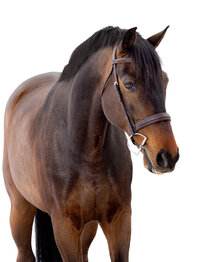 White Background Equine Portraits