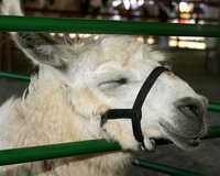 llamas in the showring