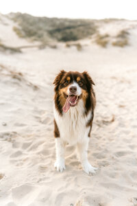 MHilarius | Rio - Hondenshoot Egmond-55