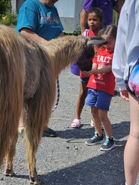 Therapy llamas working