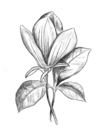 Floral-Drawing-2