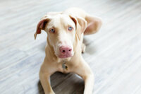sacramento pet photographer, pet photographer sacramento, pet photos, pet photography, san francisco pet photos, pet photo sessions, pet photographer, pet photos sacramento, pet photos san francisco, family pet photos, family pet photo sessions