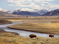 bison-yellowstone-alamy