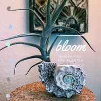 Bloom where you are planted