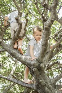 two boys climb in their tree in their own back yard