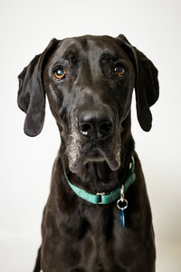 sacramento-dog-photographer-49