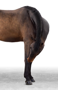 White Background Equine Portraits