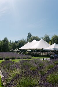 Woodinville_Lavender_Wedding_Lauren_New_Photography-23_websize