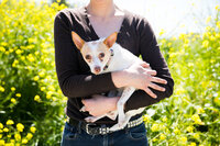 sacramento pet photographer, pet photographer sacramento, pet photos, pet photography, san francisco pet photos, pet photo sessions, pet photographer, pet photos sacramento, pet photos san francisco, family pet photos, family pet photo sessions