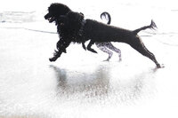 sacramento_dog_photographer_0885