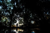 NDP_9007