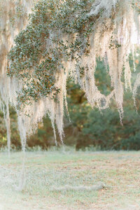 bridals-5