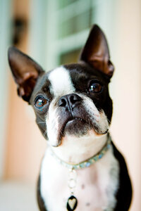 sacramento pet photographer, pet photographer sacramento, pet photos, pet photography, san francisco pet photos, pet photo sessions, pet photographer, pet photos sacramento, pet photos san francisco, family pet photos, family pet photo sessions