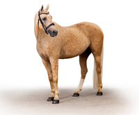 Fine art equine portrait take at horse shows in California Kendra Evans Photography