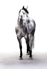 Fine art equine portrait take at horse shows in California Kendra Evans Photography